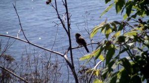 Пение серой славки