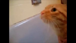 Кошка плачет не хочет купаться(ржач)