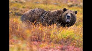 National Anthem of the USA (Instrumental Version)