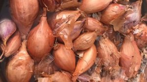 Посадка лука на перо КУЩЕВКА  ШАЛОТ