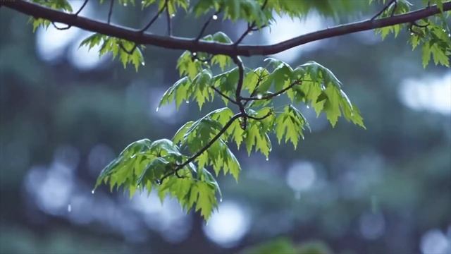 3D звук дождя. Музыка для расслабления, медитации и сна. Relaxing Music, Rain Sounds, Sleep Music смотреть онлайн