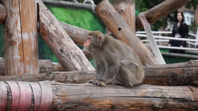 Москва, Московский зоопарк. Японский макак. смотреть онлайн