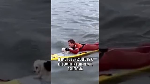 Adorable Dog Rescued by Lifeguard