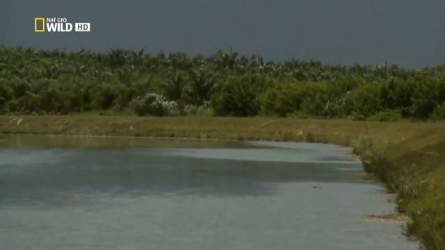 Самая большая змея в мире смотреть онлайн