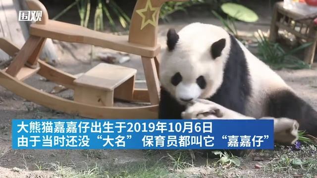 Shanghai Wild Animal Park celebrates birthday of three giant pandas смотреть онлайн