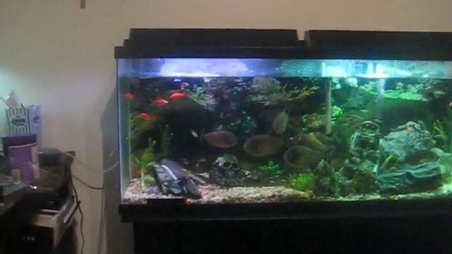 Picture 4 FAST LOOK AT MY 50 GALLOON TANK WITH RED BELLY PIRANHA смотреть онлайн