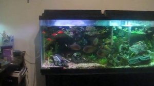 Picture 4 FAST LOOK AT MY 50 GALLOON TANK WITH RED BELLY PIRANHA