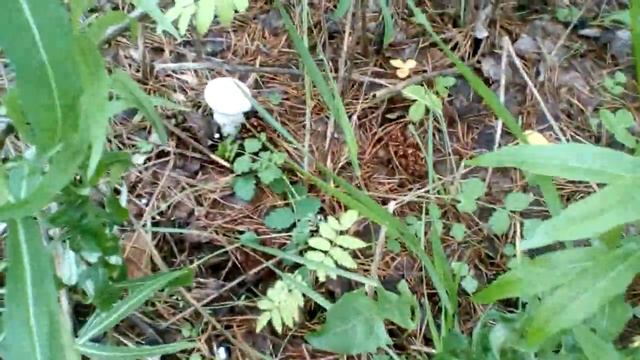 Съездили по грибы 12 07 2019. смотреть онлайн