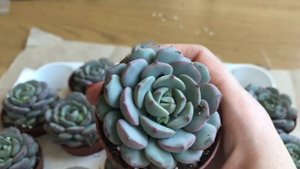 Эхеверия Даренберга / Обзор Суккулентов