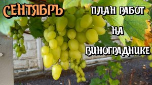 Сентябрь 2023. План работ на винограднике.