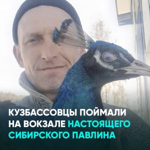Кузбассовцы поймали на вокзале настоящего сибирского павлина
