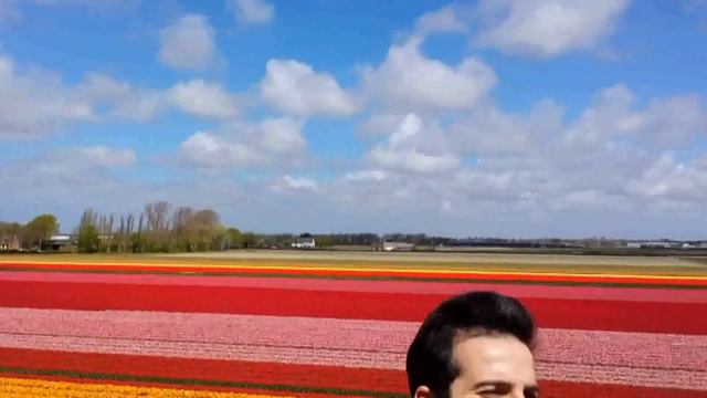 Голландские Цветочные Поля, Тюльпаны, Нарциссы. Dutch Flower Fields, Tulips, Daffodils, Ecotourism