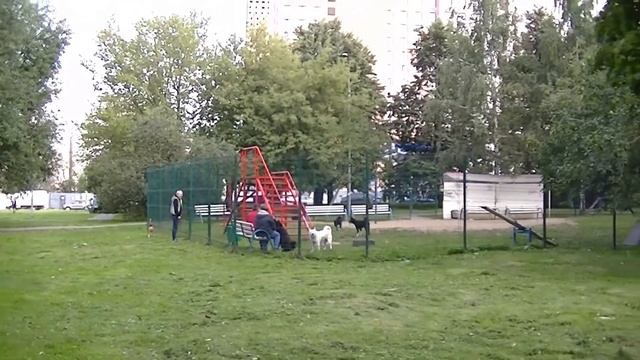 Интересный вид и собачья площадка смотреть онлайн