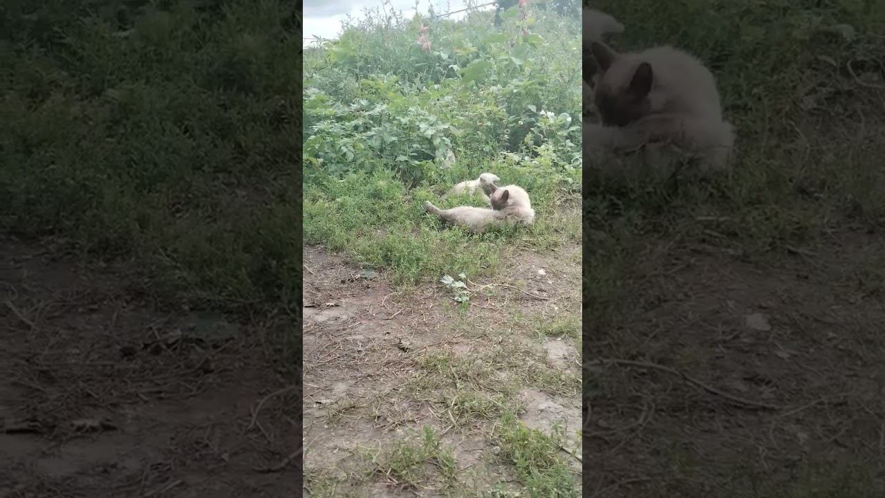 котята 19 июля смотреть онлайн