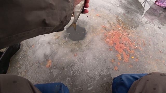 Плотва пулемет.Зимняя рыбалка на плотву. смотреть онлайн