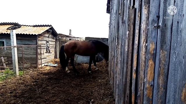 Тяжеловоз какой он ПОРОДЫ...?! И сравнение лошадей!