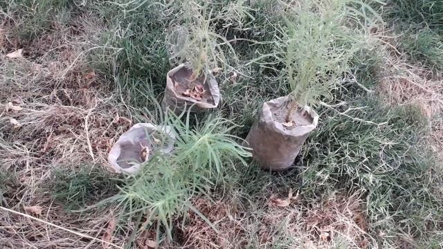 How to grow kochia plant|Grow bassia scoparia|How to grow kochia| смотреть онлайн