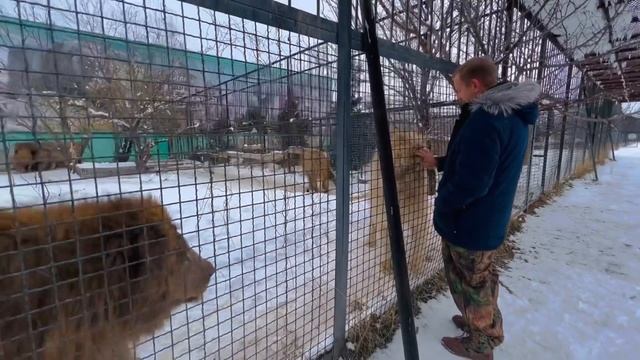 Лев-вожак РЕВНУЕТ Олега Зубкова к другим львам! смотреть онлайн