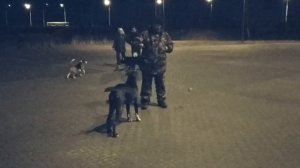 Что делать, если собака не слушается?