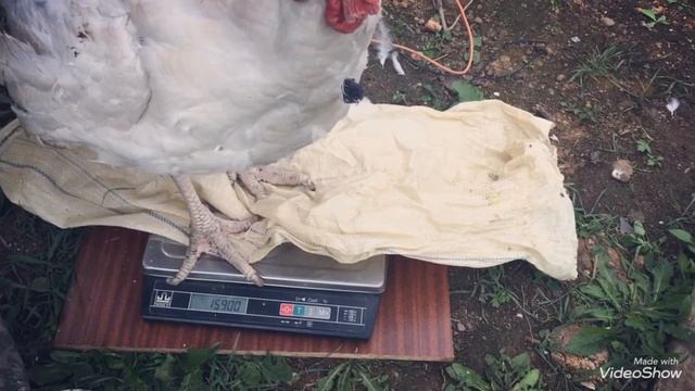 Вес индейки в 4 месяца Хайбрид конвертер смотреть онлайн