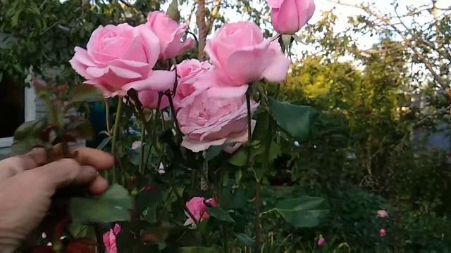 Розы. роза Новалис, роза, Куин Элизабет, роза Кордес Юбилей, роза Принцесса Шарлен де Монако. смотреть онлайн