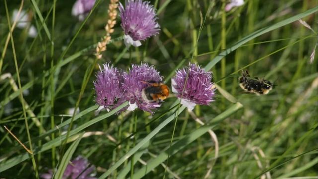 Природа Таймыра смотреть онлайн