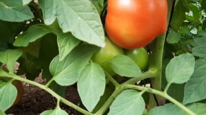 Обзор : Мимино, Махитос,  Эрон.