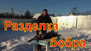 Разделка бобра \ бобр копчёный