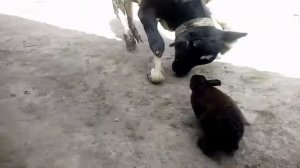 БЫК против КРОЛИКА