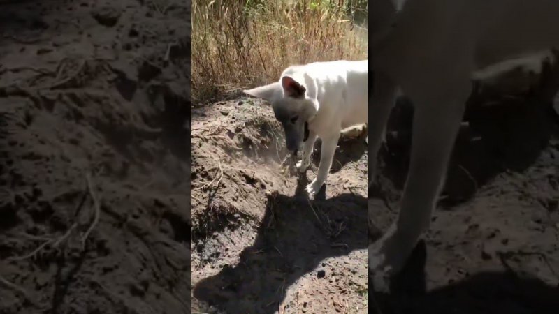 Когда белая собака дурачится - это весело