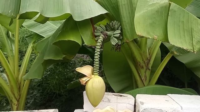 Банановая пальма в Сочи. смотреть онлайн