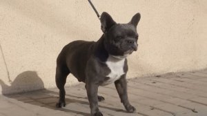 Французские бульдоги ГОЛУБОГО и БЕЛОГО цвета.French Bulldog blue and white colors.Odessa.