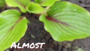 Хоста сорт Almost в июне