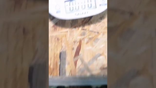 Цыплята бролеры Кобб 700 смотреть онлайн