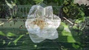 В краю магнолий плещет море