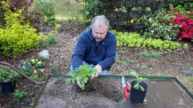 How to Transplant Dahlias смотреть онлайн