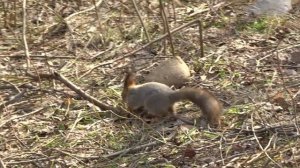 Jumping from branch to branch.Squirrel in the Park.(Прыжки с ветки на ветку.Белка в парке.)