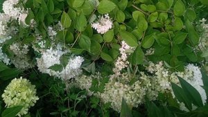 Гортензия Самарская Лидия, Литл Лайм, Литл Спукки, Мон Блан - преображение....