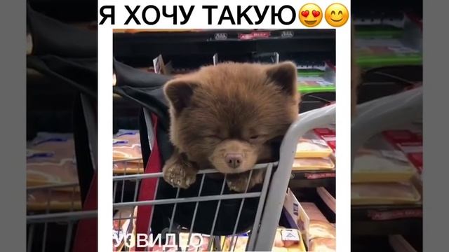 Собака + медведь = медвебака, медака, собаведь или как? ? смотреть онлайн