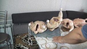 Сколько весит бройлер в 50 дней