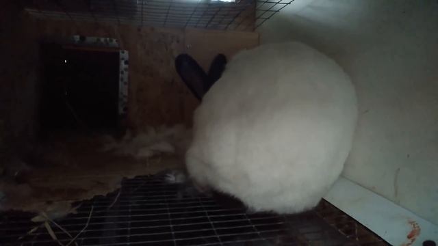 КРОЛЬЧИХЕ МАТОЧНИК НЕ НУЖЕН Кролики содержание и разведение смотреть онлайн