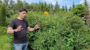 Жимолость - самая первая ягода в саду. Основные моменты выращивания.