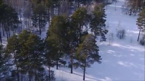 В белых клавишах берёз...