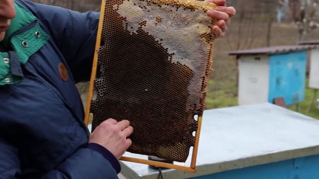 Как формируется клуб пчел | Неправильно сформирован клуб смотреть онлайн