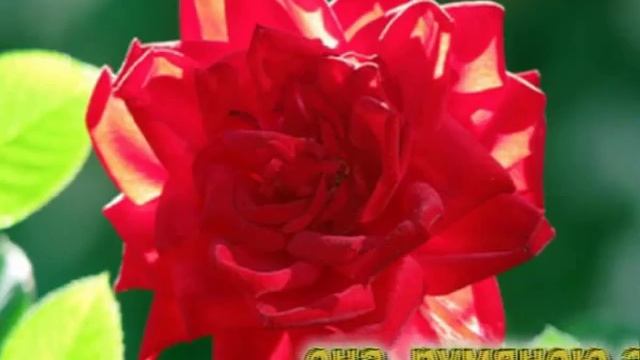 Три розы смотреть онлайн