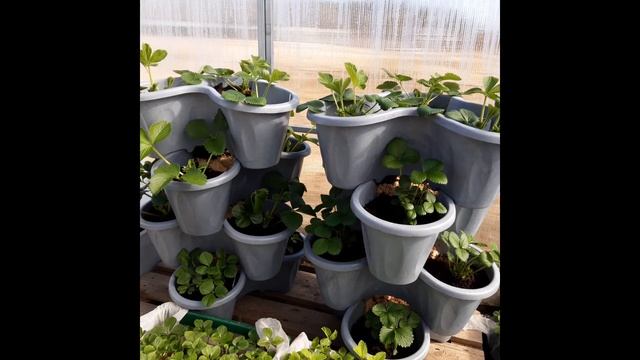 ОБМАН И ПЕРЕСОРТ ОТ ПИТОМНИКОВ РАСТЕНИЙ!!!!?????? смотреть онлайн