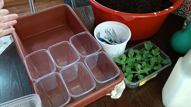 Подготовка к пересадке эустомы из таблеток по стаканам. Важные мелочи. #эустома смотреть онлайн