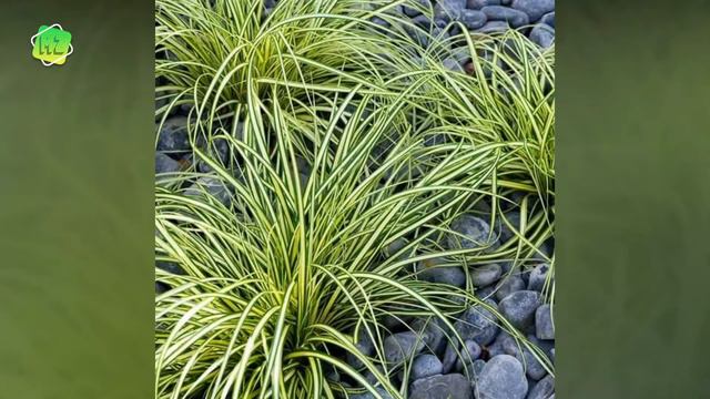 7 Plants That Have Leaves Look Like Spider Plants смотреть онлайн