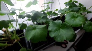 обрезка  герань (пеларгония) в декабре.