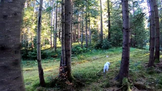 ПО ГРИБЫ В ГОРЫ 2019 Удивительные места КАРПАТСКИХ ГОР грибные места ноябрь 2019 смотреть онлайн